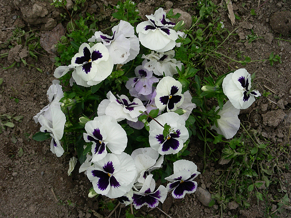 pansy in flower